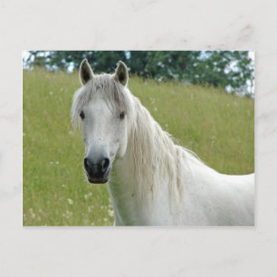 White Horse Postcard