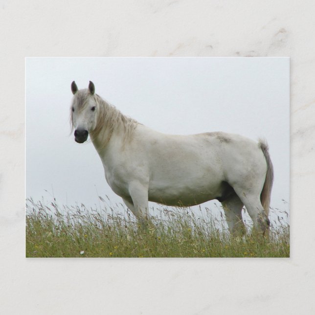 White Horse Postcard (Front)