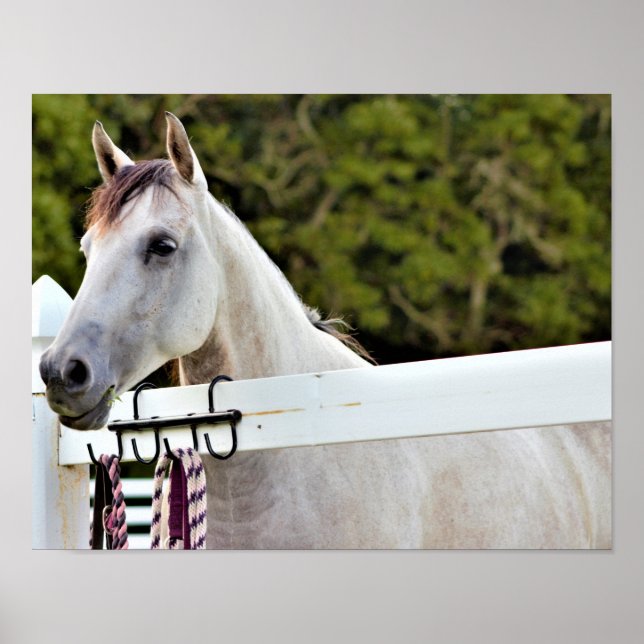 White Horse Poster (Front)