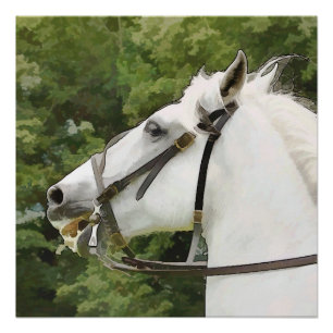 WHITE HORSE POSTER