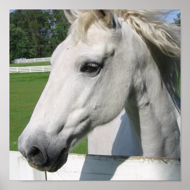 White Horse Poster Print (Front)