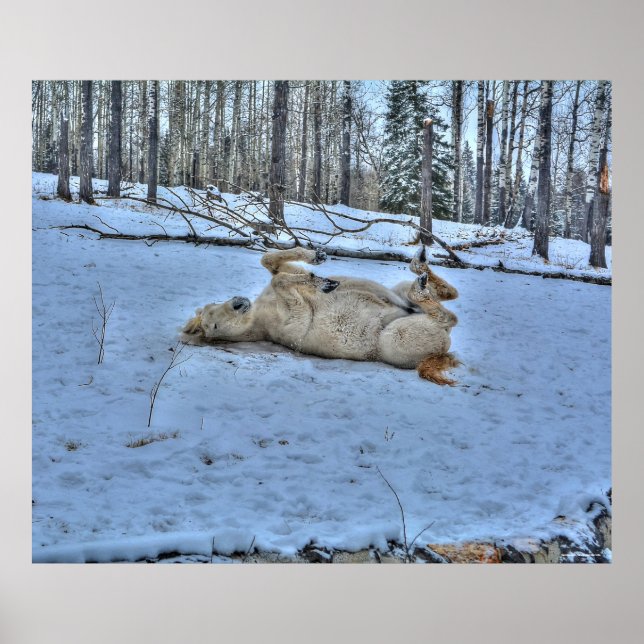White Horse Rolling in Winter Snow Photo Poster (Front)