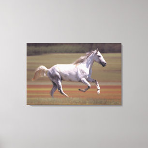 White horse running in field canvas print