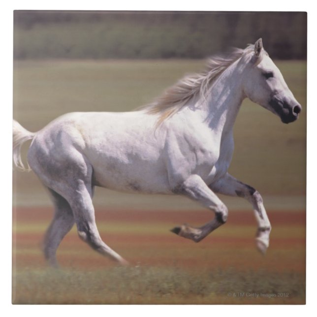 White horse running in field tile (Front)