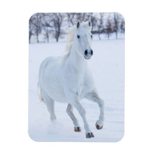 White Horse Running in the Snow Magnet