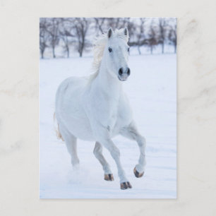 White Horse Running in the Snow Postcard