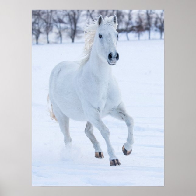 White Horse Running in the Snow Poster (Front)