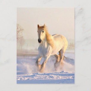 White Horse, White Snow Postcard