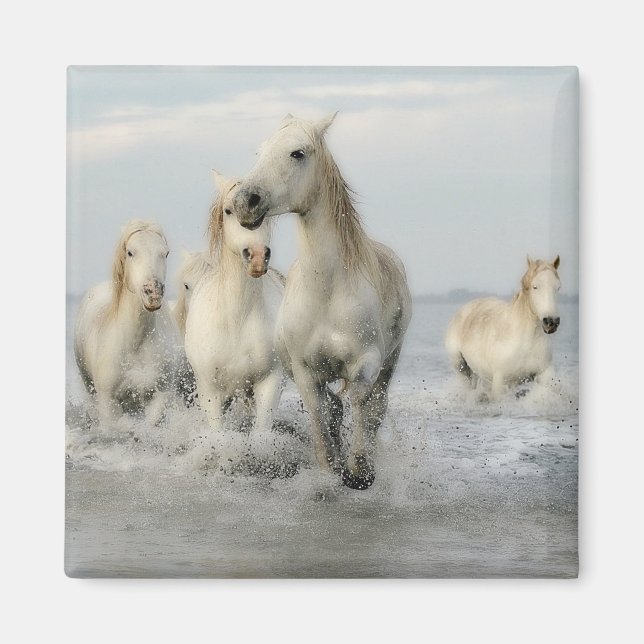 White Horses Galloping on Beach Magnet (Front)