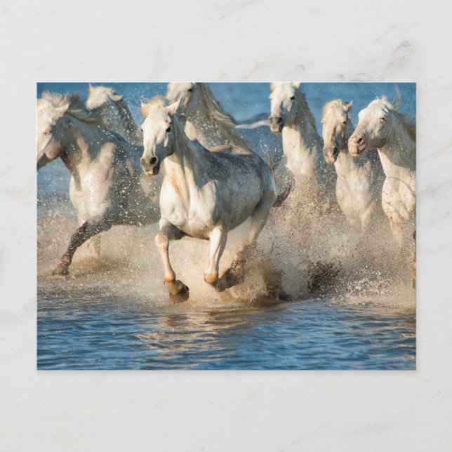White horses of Camargue, France Postcard (Front)