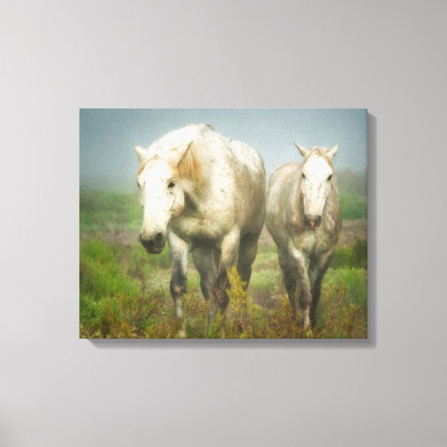 White Horses of Camargue in Field Canvas Print (Front)