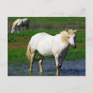 WHITE HORSES POSTCARD