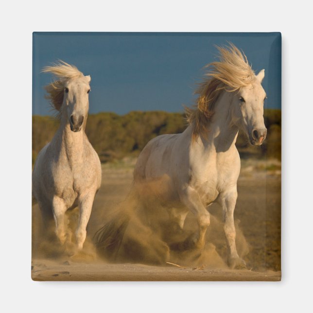 White Horses Running On Beach | Camargue, France Magnet (Front)