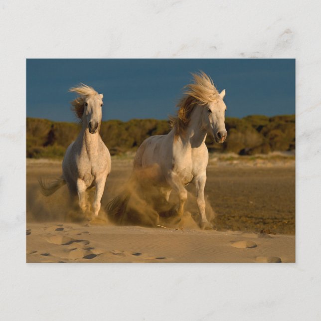 White Horses Running On Beach | Camargue, France Postcard (Front)