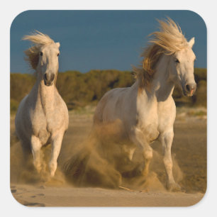 White Horses Running On Beach   Camargue, France Square Sticker