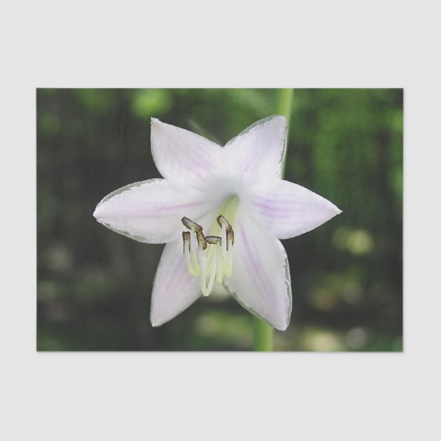 White Hosta Flower Tissue Paper (Front)