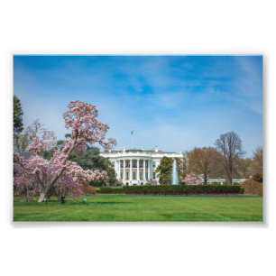 White House in Spring Photo Print