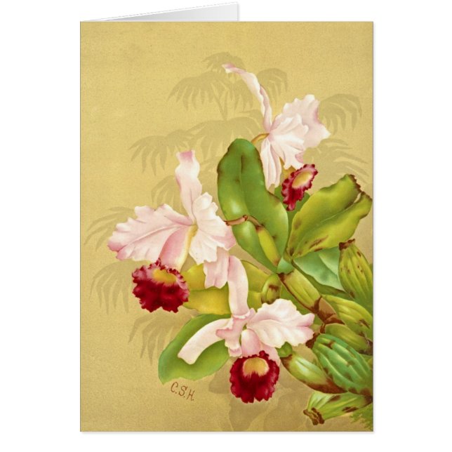 White House Orchid 1892 (Front)