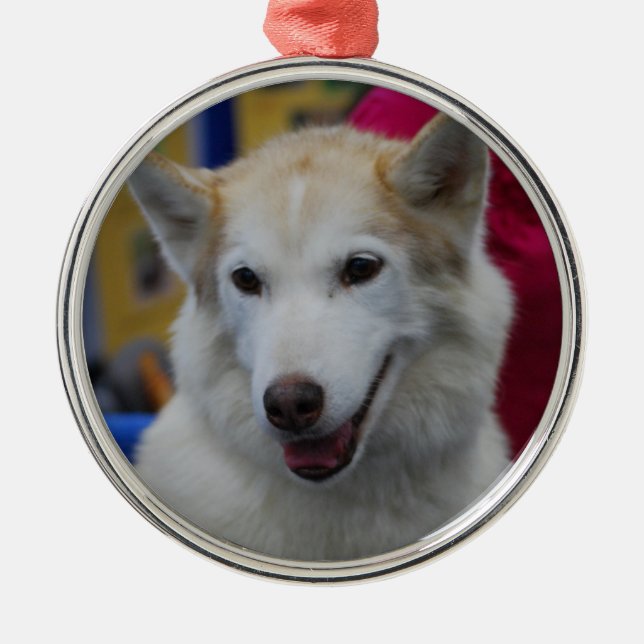 White Husky Ornaments (Front)