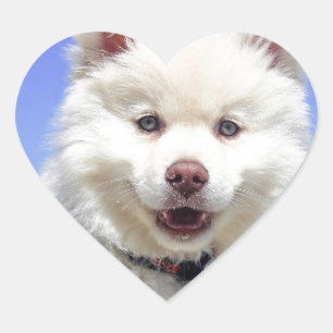 White Husky Puppy with Blue Eyes Heart Sticker