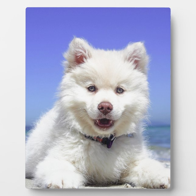 White Husky Puppy with Blue Eyes Plaque (Front)