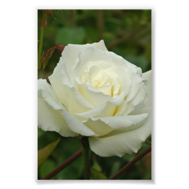 White Hybrid Tea 'Mrs. Herbert Stevens' Rose Photo Print (Front)
