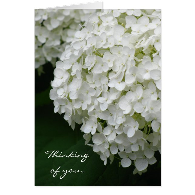 White Hydrangea (Front)