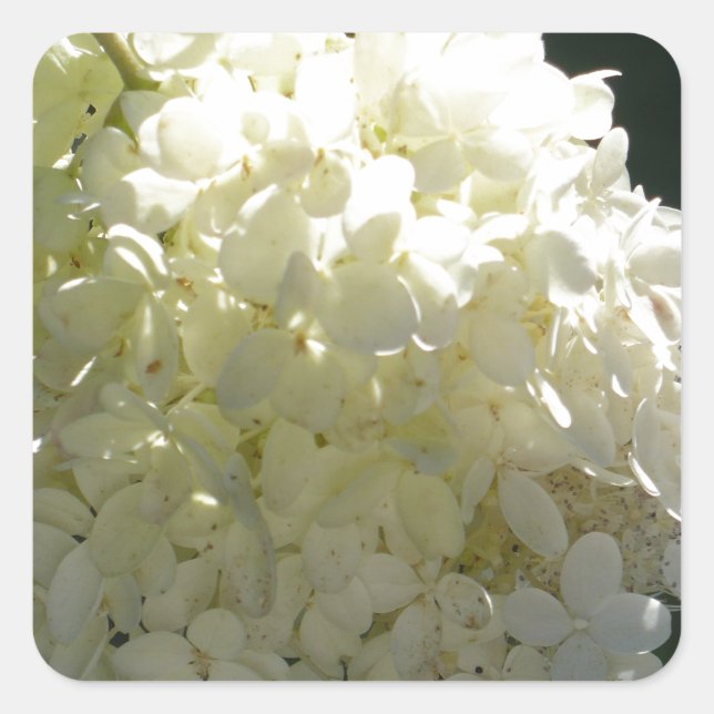 White Hydrangea Flower Cluster Square Sticker (Front)