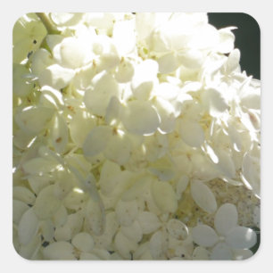 White Hydrangea Flower Cluster Square Sticker