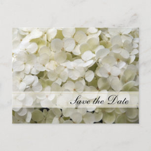 White Hydrangea Flower Wedding Save the Date Announcement Postcard