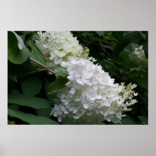 White Hydrangea Poster
