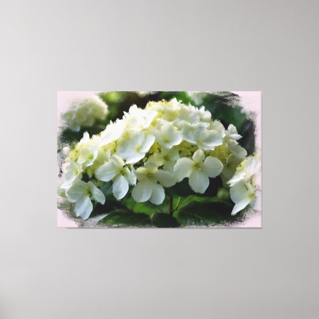 *~* White Hydrangea TV2 Art Stretched Canvas Print (Front)