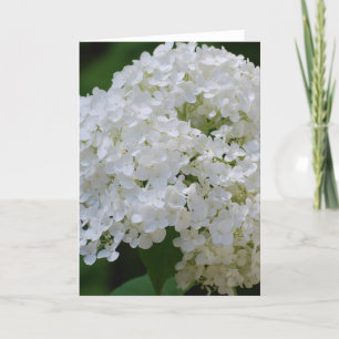 White Hydrangeas Greeting Card