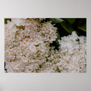WHITE HYDRANGEAS IN BLOOM POSTER
