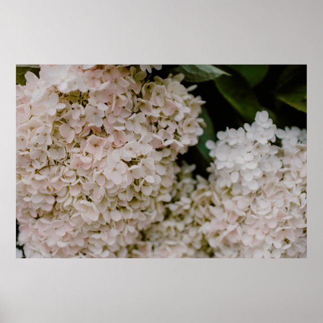WHITE HYDRANGEAS IN BLOOM POSTER (Front)