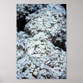 White Hydrangeas in Poland Poster