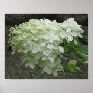 White Hydrangeas Poster Print