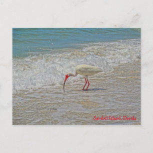 White Ibis Bird on Beach Sanibel Island Florida Postcard
