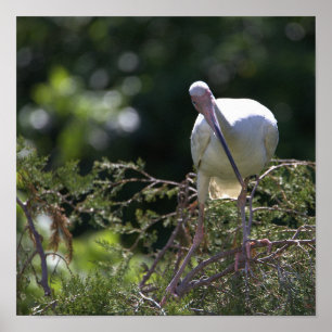 White Ibis Bird Photo Poster