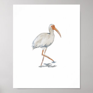 White Ibis Florida Bird Nature Painting Poster