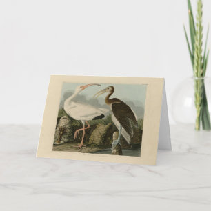 White Ibis - John James Audubon's Birds of America Card
