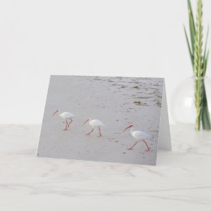 White Ibis on Beach Greeting Card