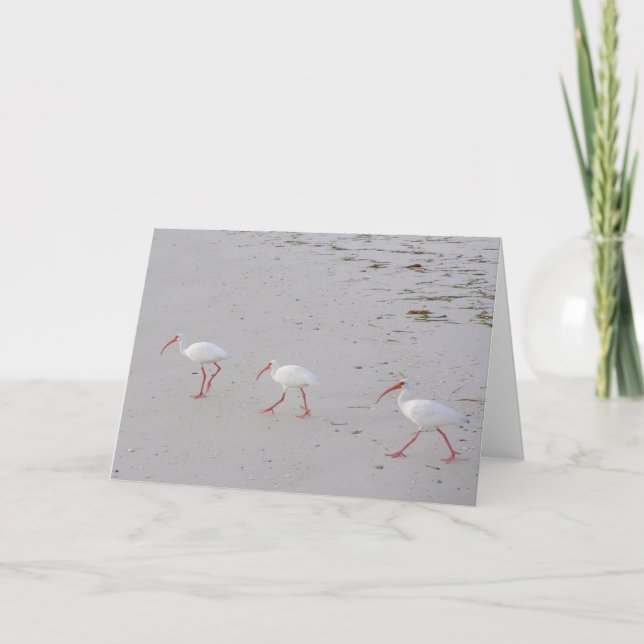 White Ibis on Beach Greeting Card (Front)
