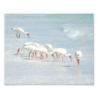 White Ibis Shore Birds on the Beach
