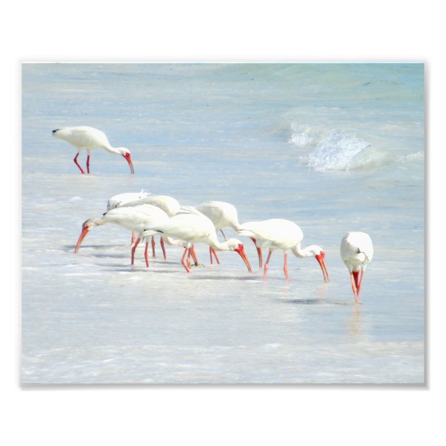 White Ibis Shore Birds on the Beach Photo Print (Front)