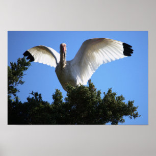 White Ibis Spreading Wings Poster