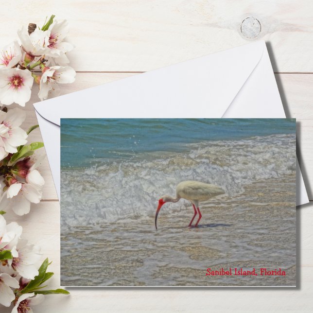 White Ibis Wading Bird on Sanibel Island Florida (Creator Uploaded)