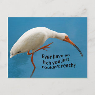 White Ibis with an Itch Postcard