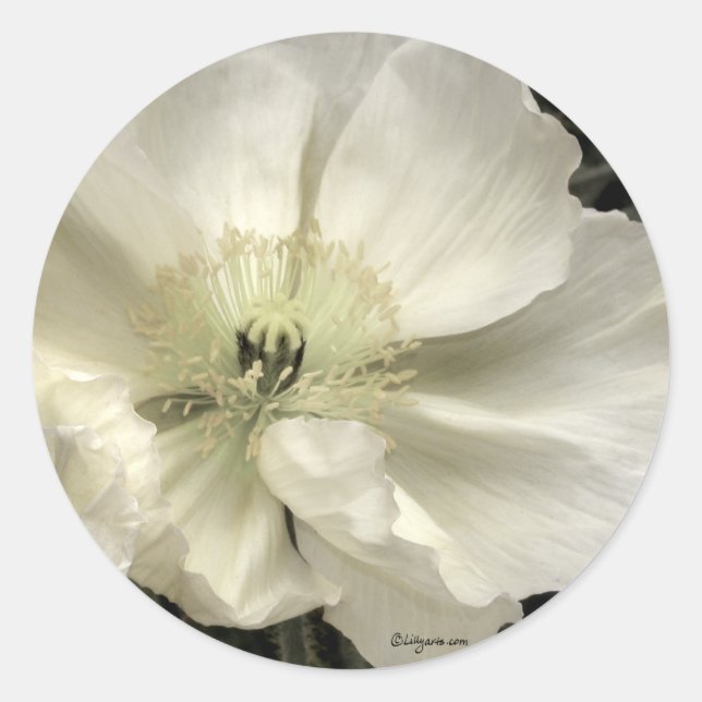 White Iceland Poppy Wedding Envelope Seals (Front)