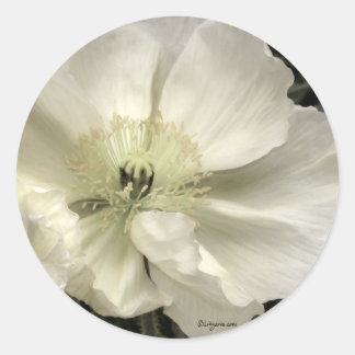 White Iceland Poppy Wedding Envelope Seals